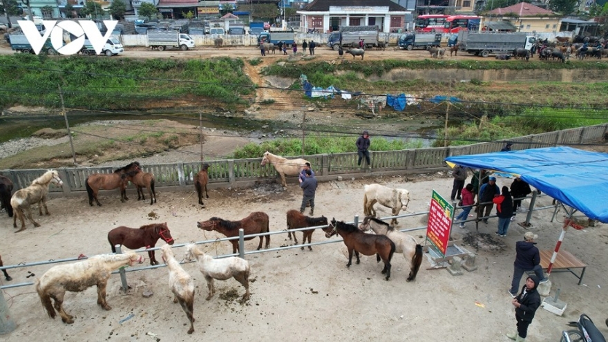 Horse market amid the mist in Bac Ha highlands